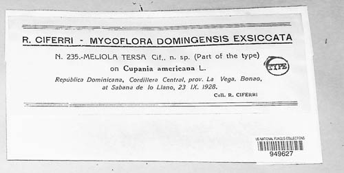 Meliola tersa image